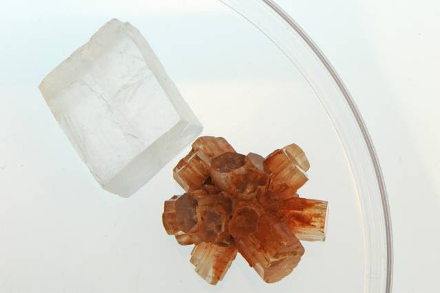 Calcim Shells Seashells, the Key to On-Demand Materials - Engineering.com