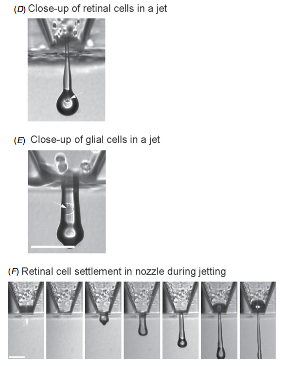 3d printing, medicine, nerve, cells, retina, eyes, rat