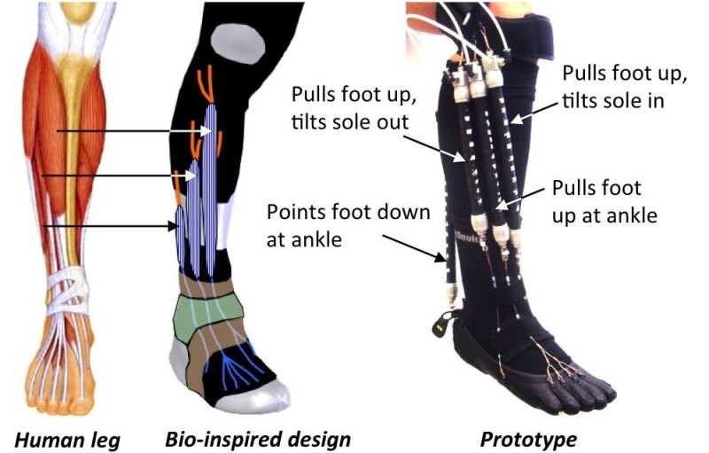prosthetic, robotics, neuromuscular, MIT, Harvard, USC, leg, foot, design, sensor