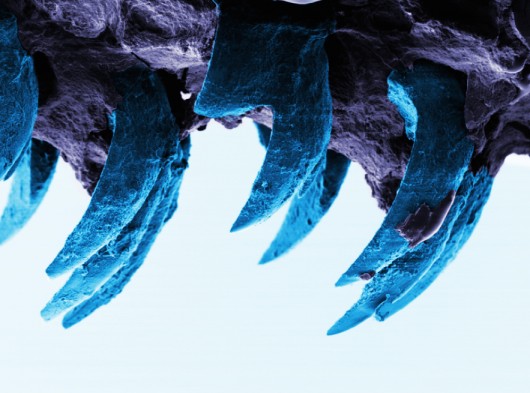 materials, strength, biomimicry, carbon fiber, aerospace, automotive 