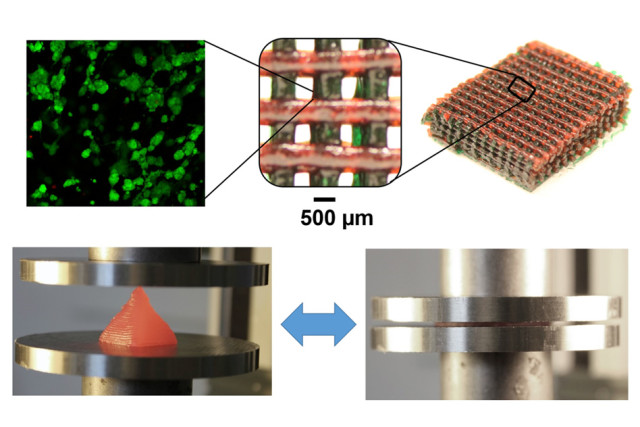At top, the structure of the hydrogel material is shown at different scales, down to the molecular level. At bottom, material 3-D printed using this method is so flexible that it can be squeezed flat, and then spring back to its full original shape. At top, the structure of the hydrogel material is shown at different scales, down to the molecular level. At bottom, material 3-D printed using this method is so flexible that it can be squeezed flat, and then spring back to its full original shape.