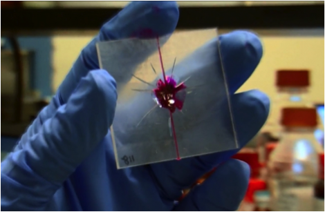 self-healing, plastic, biomimicry, polymer, Illinois