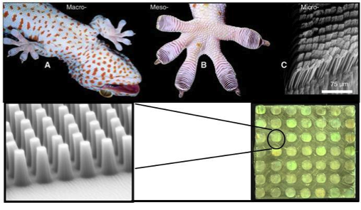 DARPA, gecko, Z-man, climbing, van der waals