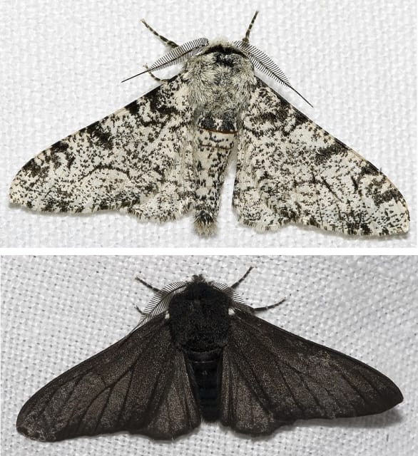 The peppered moth