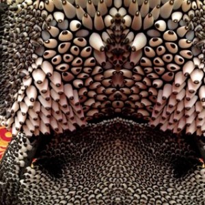 nerioxman_anthozoa_01